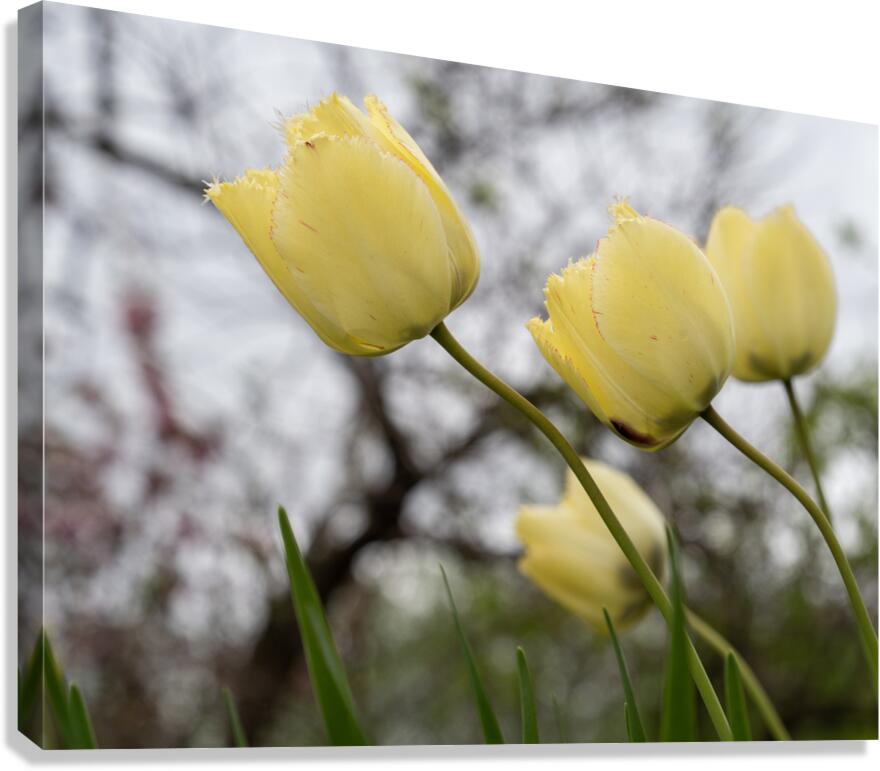 In Good Company Canvas Print