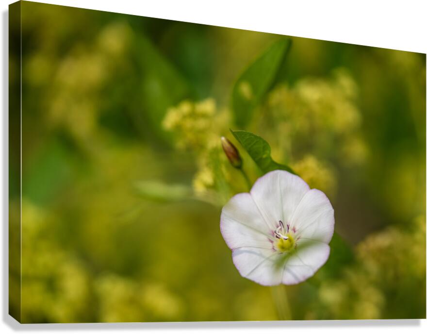 Little Glass 2 Canvas Print
