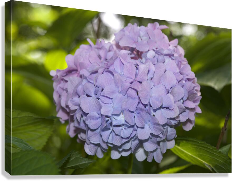 Lilac Hydrangea Canvas Print