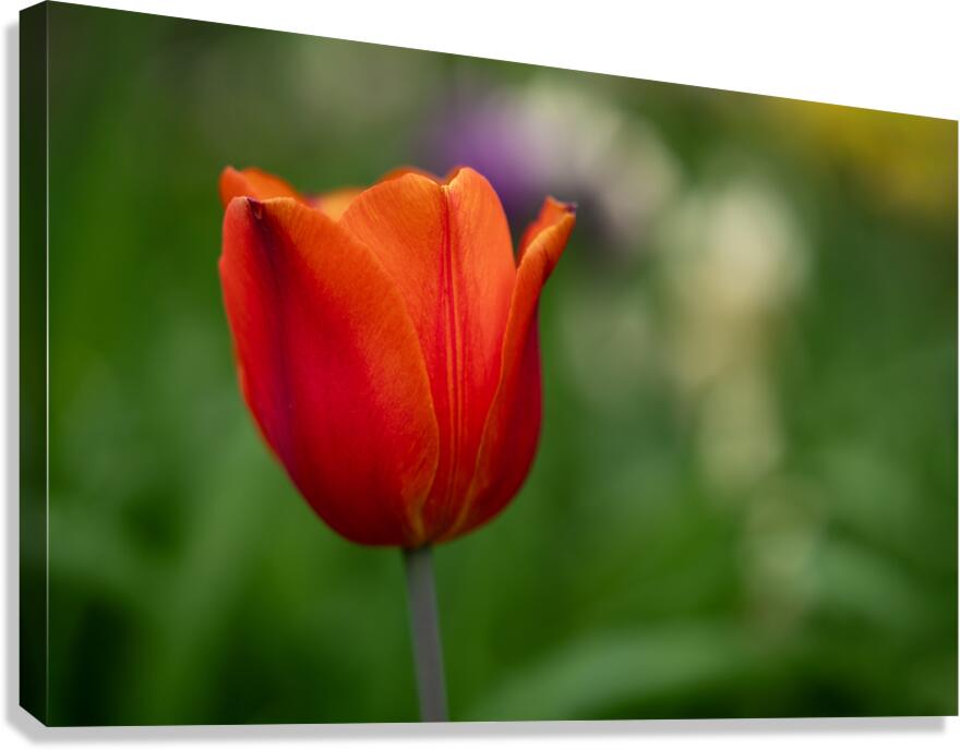 Lovely in Red Canvas Print