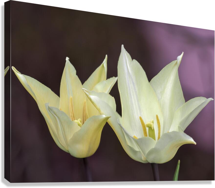 Quite a Pair Canvas Print