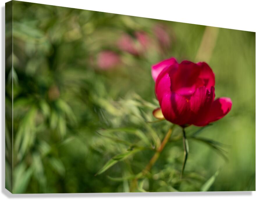 Resilient One Canvas Print