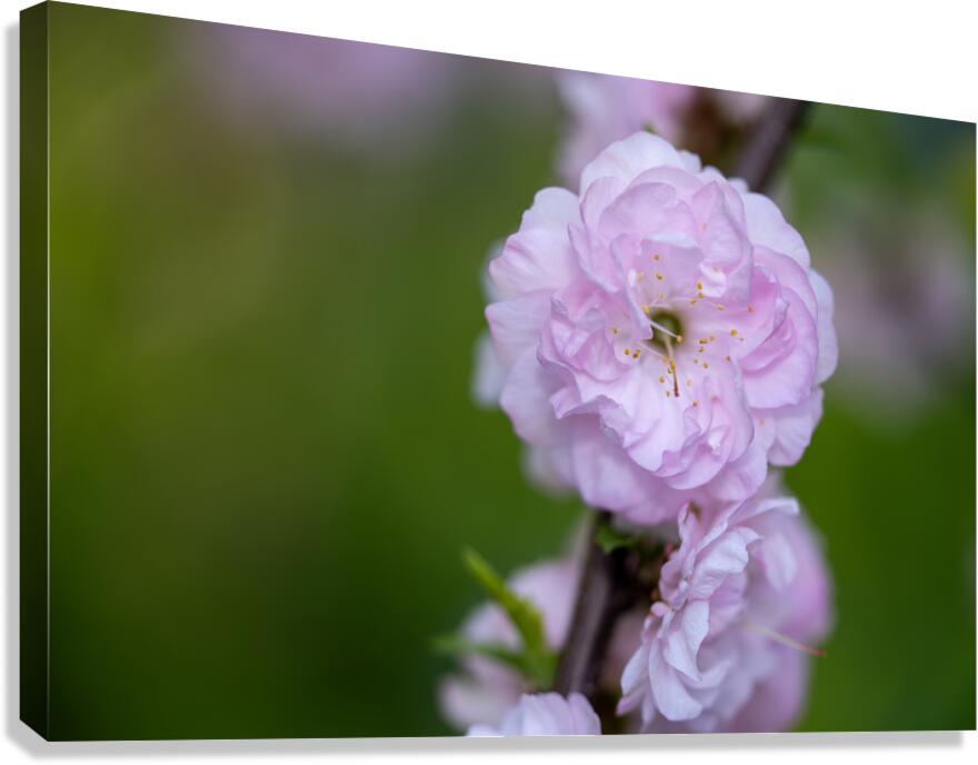 So Delicate Canvas Print