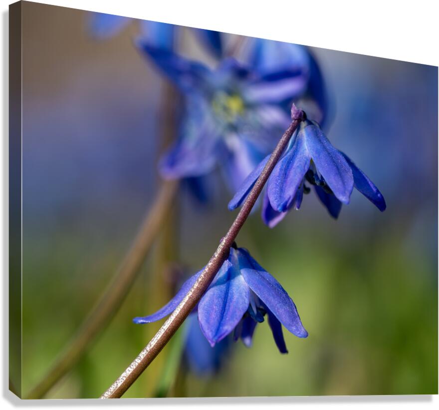 Sapphire Star Canvas Print