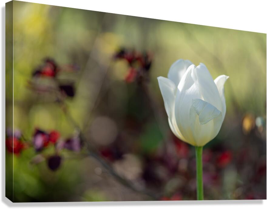 Snow White Canvas Print