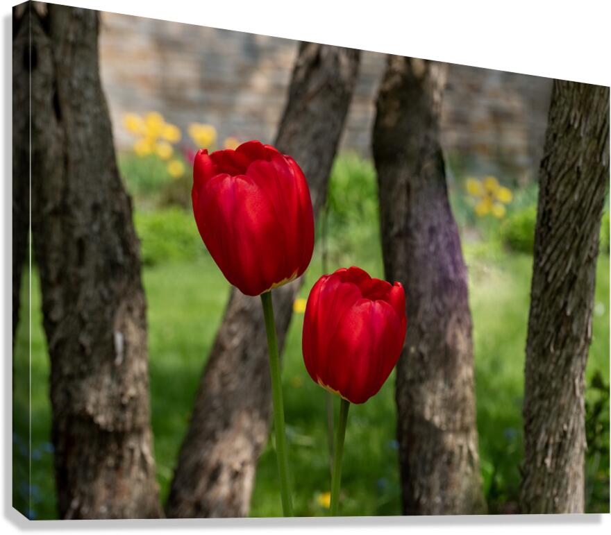Under the Trees Canvas Print