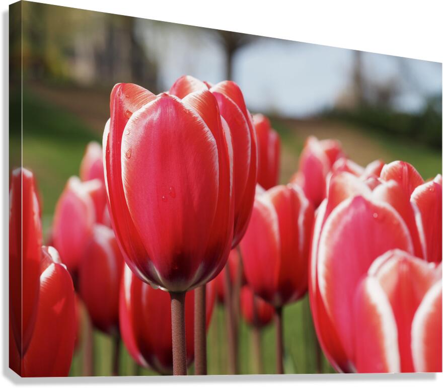 Look at Us Canvas Print