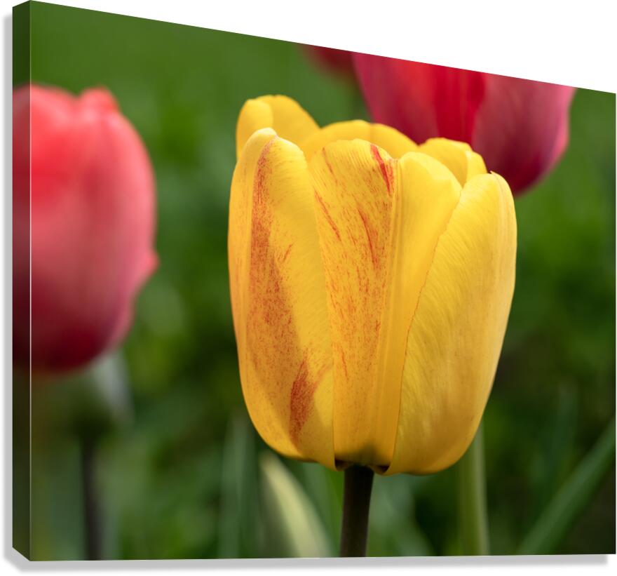 Surrounded by Beauty Canvas Print