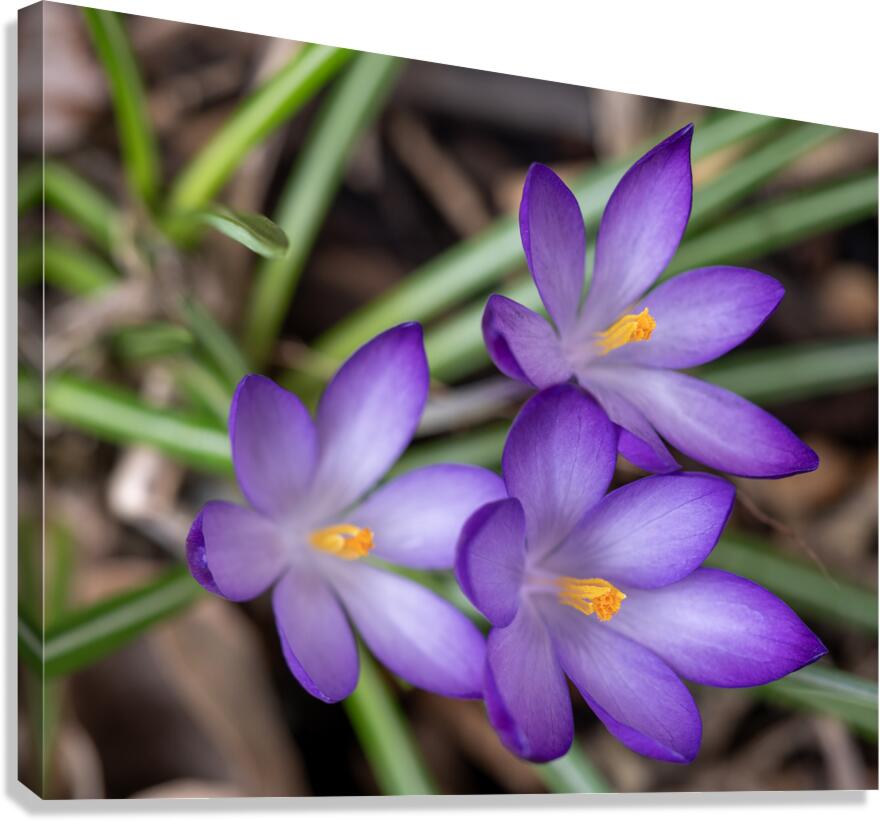 Triplets Canvas Print