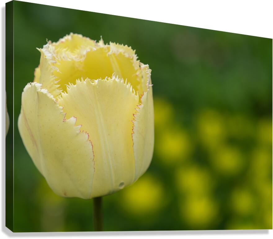 Elegant with Fringes Canvas Print