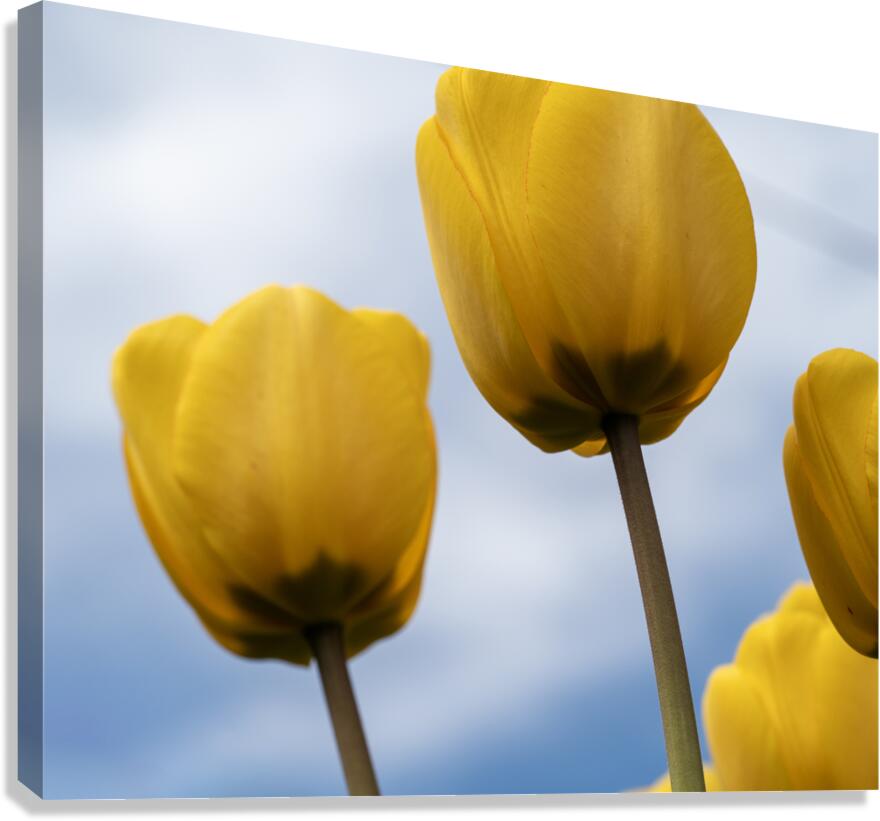 Dearest Friends Canvas Print