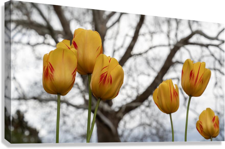 Beautiful Nature Canvas Print