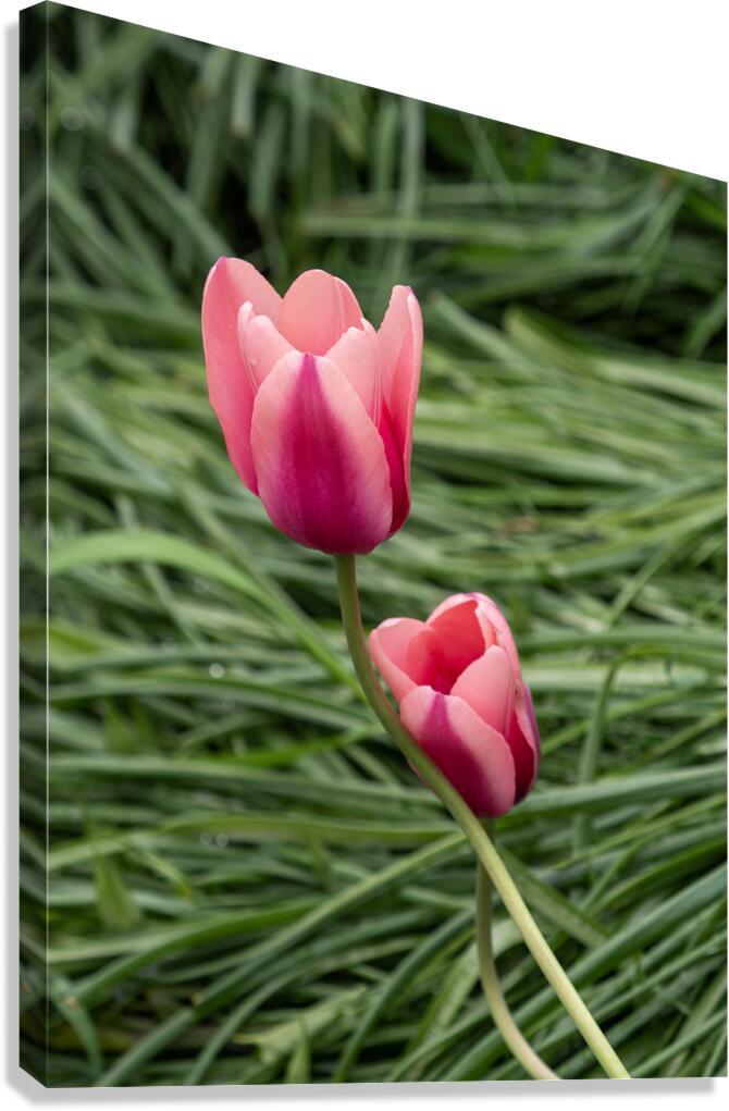 Loving You Canvas Print