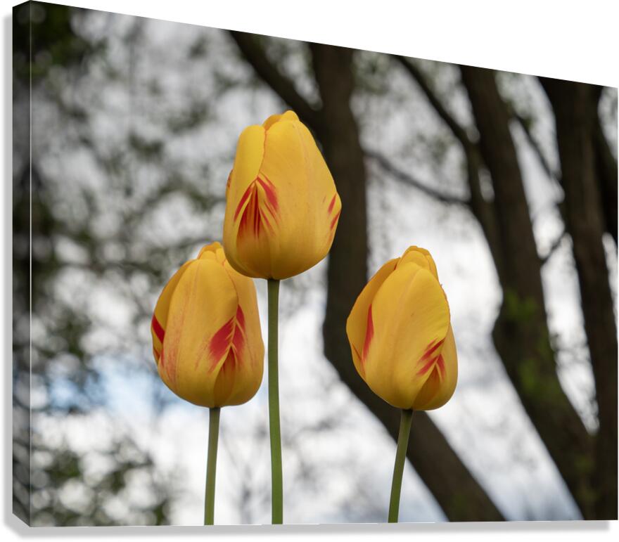 Three Peas in a Pod Canvas Print