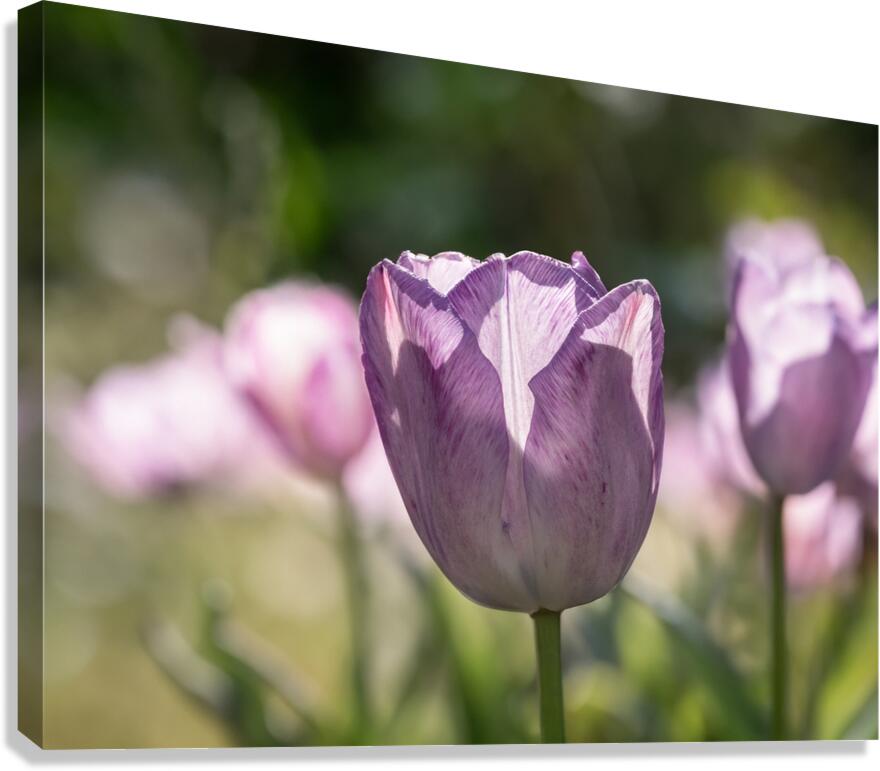 Quite a Beauty Canvas Print