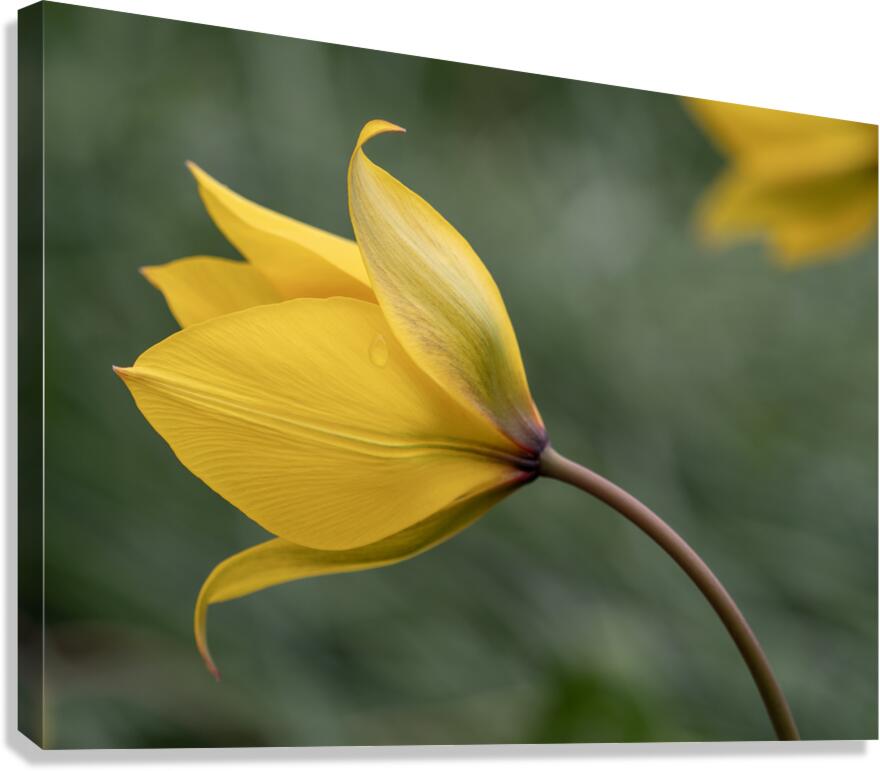 That Way Canvas Print