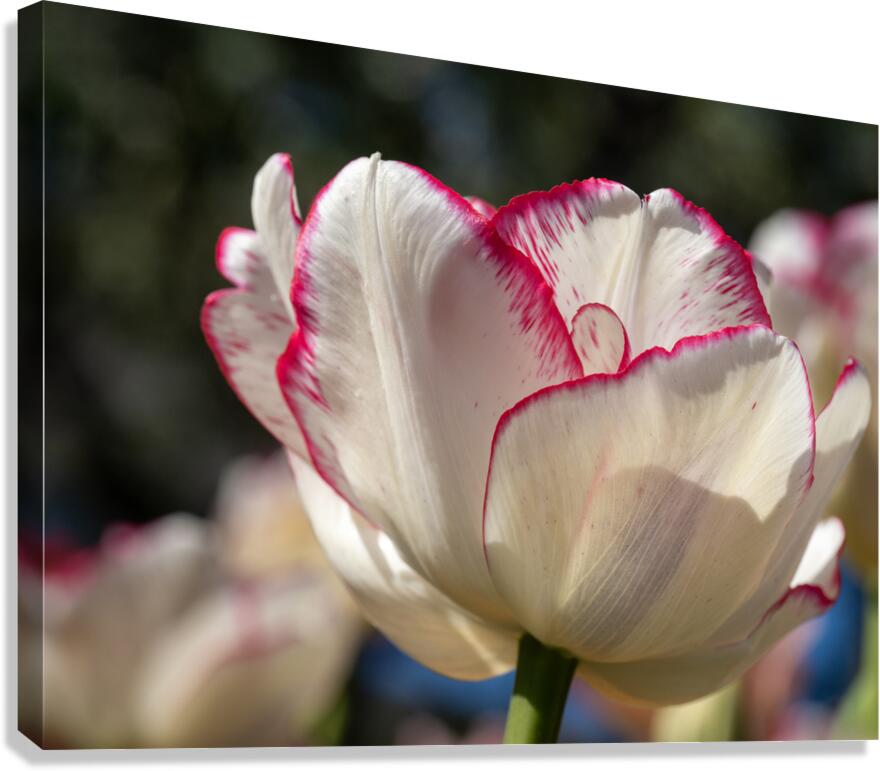 Classy One Canvas Print