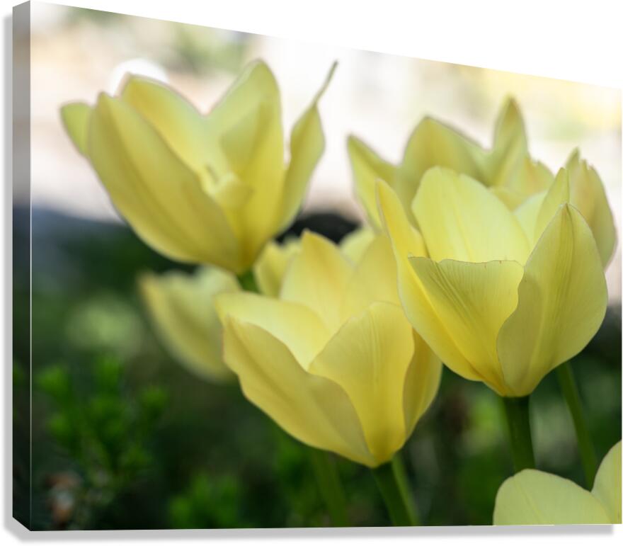 Dreamlike Canvas Print