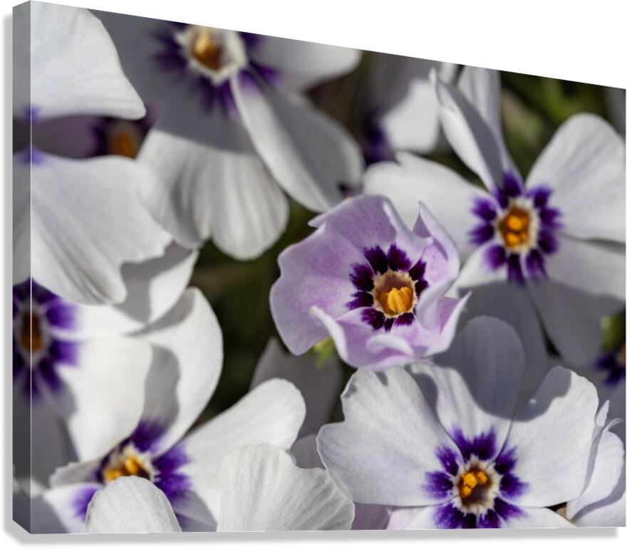 Pretty Nice Canvas Print