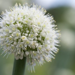 Allium Pskemense