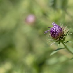 Aster Bud