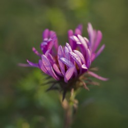 Aster in the Morning