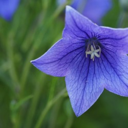 Balloon Flower