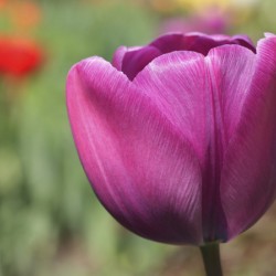 Big Purple Tulip