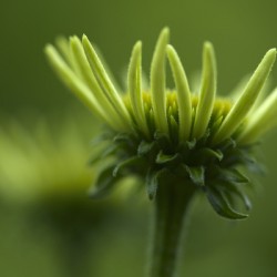 Blooming Coneflower