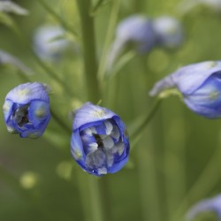 Blue Delphinium Buds
