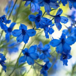 Bluest Blue Flowers