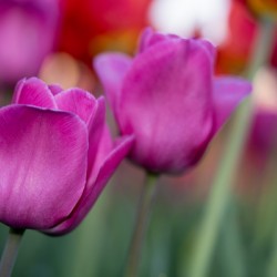 Bubblegum Bloom Bliss