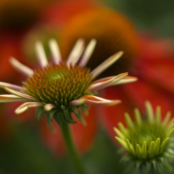 Budding Coneflowers