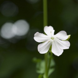Catchfly