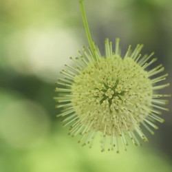 Cephalanthus Occidentalis