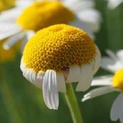 Chamomile