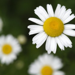 Common Daisies