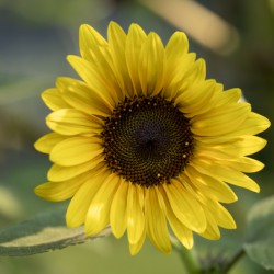 Common Sunflower