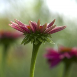 Coneflower Blooming