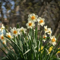 Daffodil Dreams