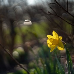 Daffodil Dreamscape