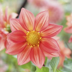 Dahlia Pinnata