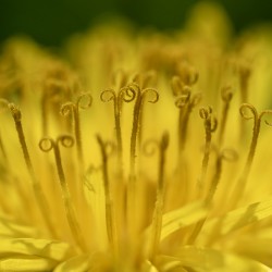 Dandelion