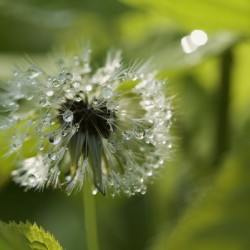 Dandelion with Droplets