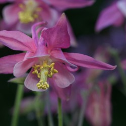Darling Columbine
