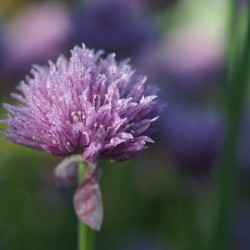 Dewy Chive
