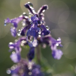 Drops and Bokeh