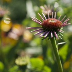 Early Morning Beauty