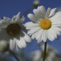 Early Morning Daisies