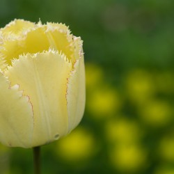 Elegant with Fringes